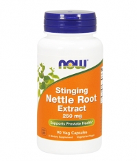 NOW Nettle Root Extract 250 mg / 90Vcaps.